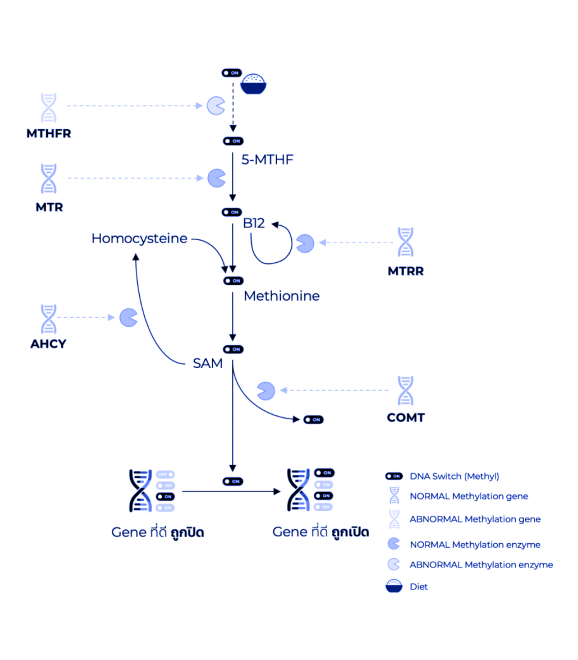 Methylation Genes