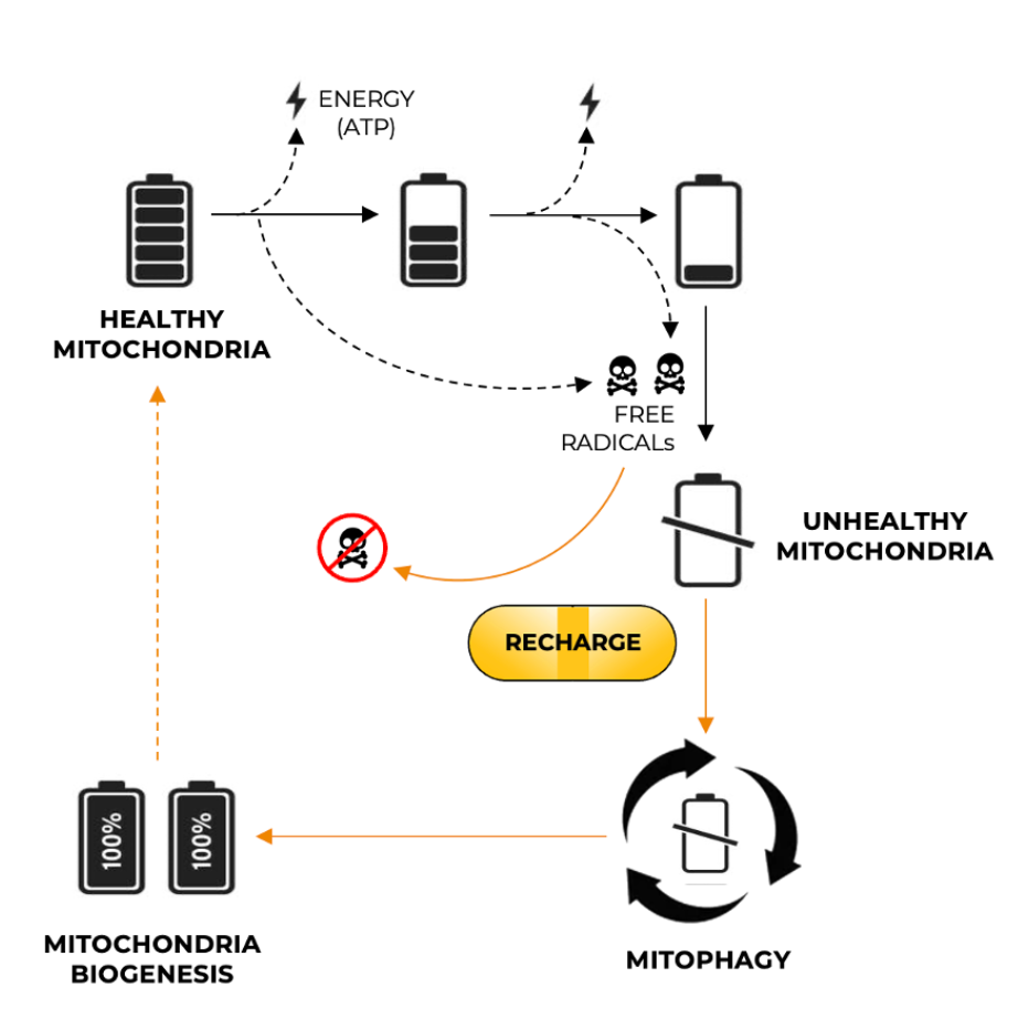 Recharge Information